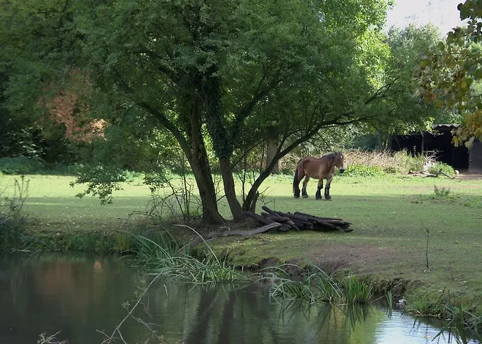 Hotel Land-hotel Zum Schwan, Garni E-ladestationen, -spaetanreise Moeglich-, Naehe Phantasialand Naehe Palmenparadies Euskirchen 3*